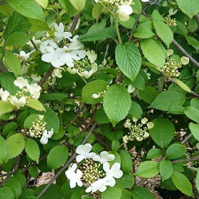 VIBURNUM plicatum Watanabe