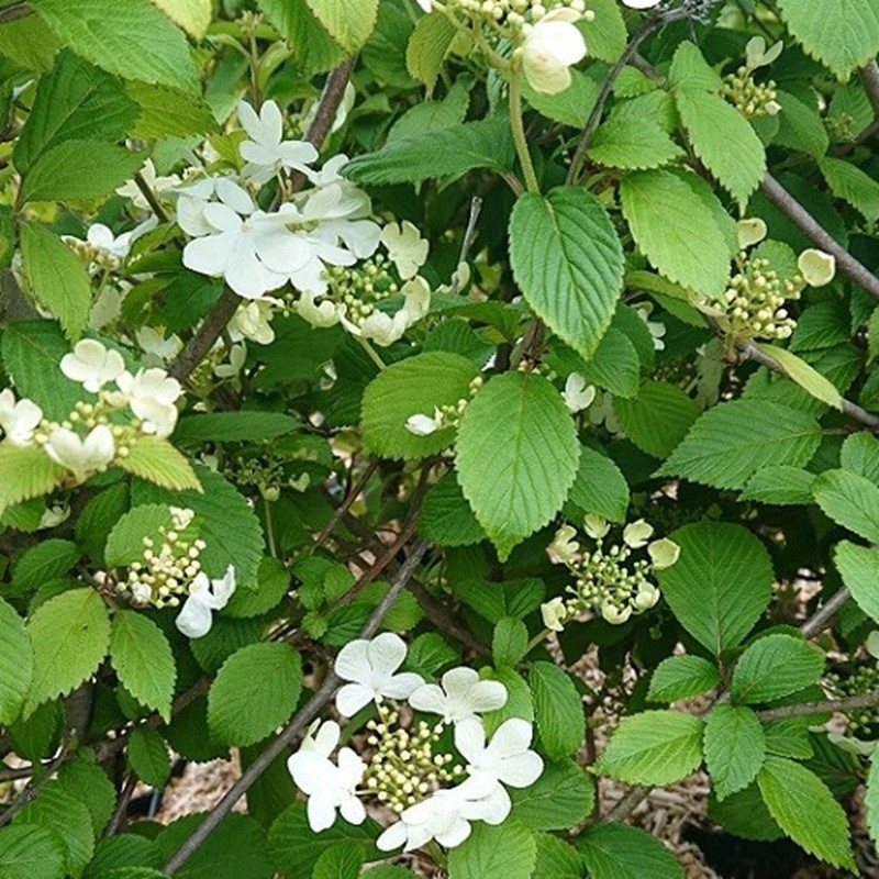 VIBURNUM plicatum Watanabe VIBURNUM plicatum Watanabe
