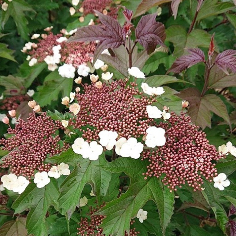VIBURNUM sargentii Onondaga