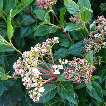 VIBURNUM tinus