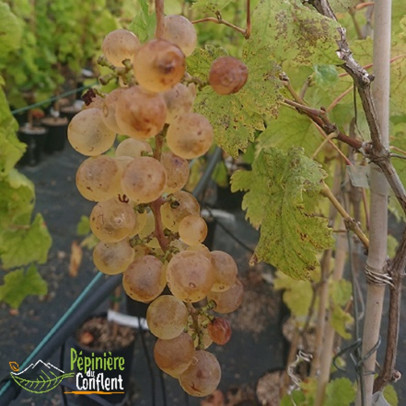 VITIS vinifera Chasselas doré (vigne)