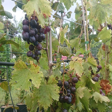 VITIS vinifera Muscat de hambourg (vigne)