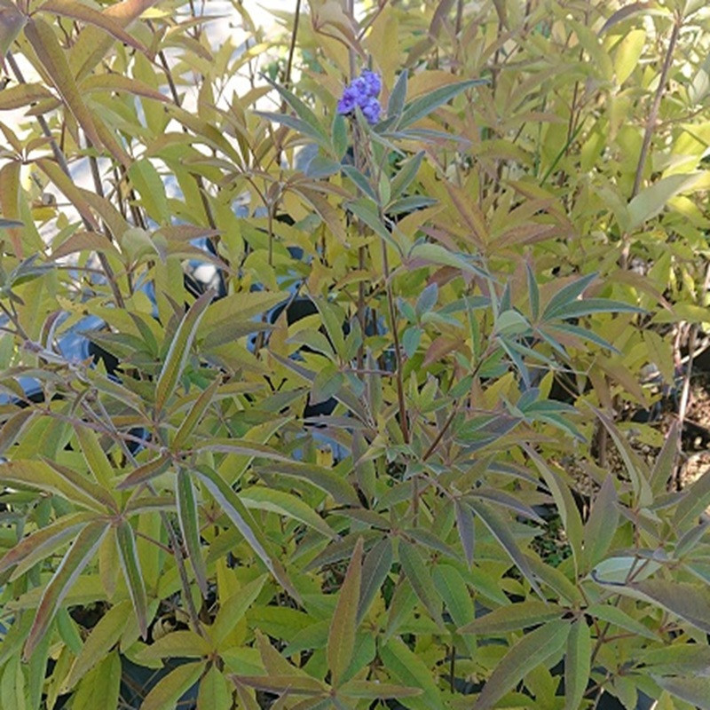 VITEX agnus-castus Latifolia VITEX agnus-castus Latifolia