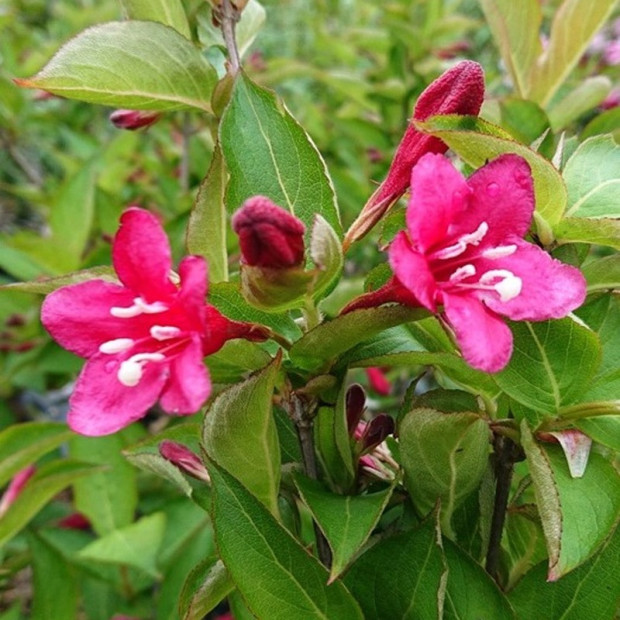 WEIGELA x Bristol ruby