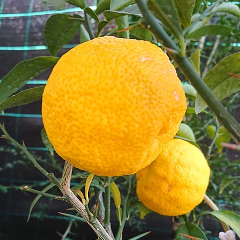 CITRUS junos (yuzu)