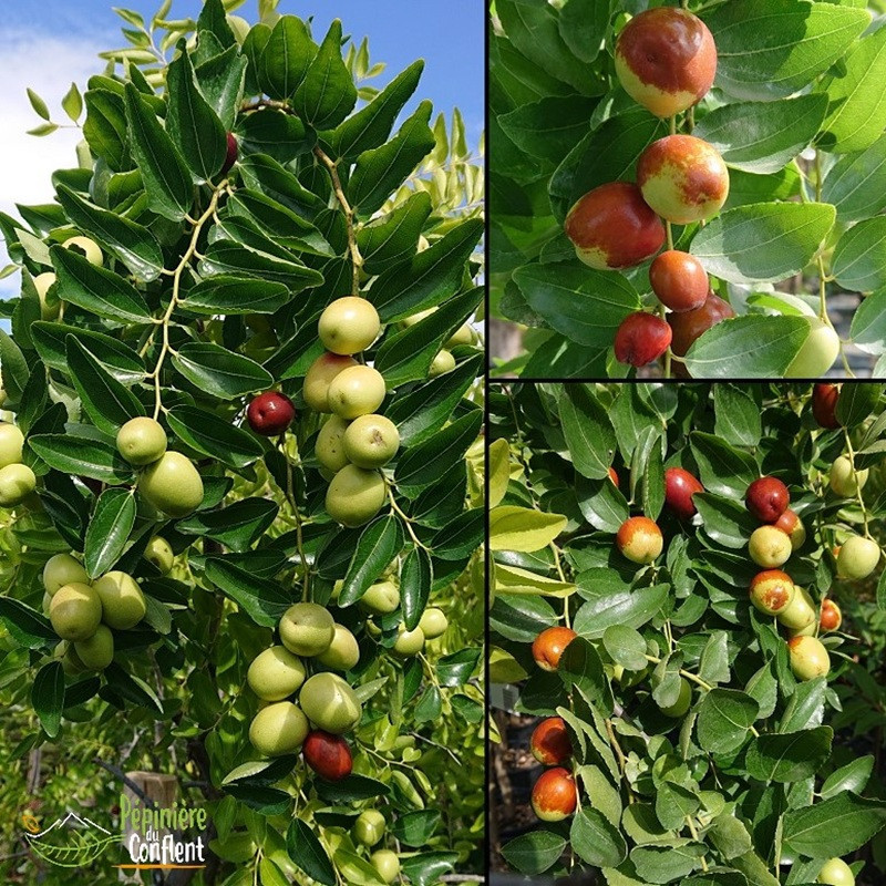 ZIZIPHUS jujuba Gros fruits (jujubier)
