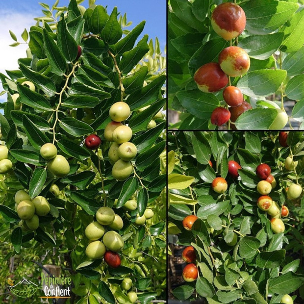 ZIZIPHUS jujuba Gros fruits (jujubier)