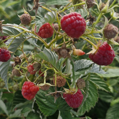 RUBUS idaeus Heritage (framboisier)