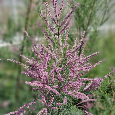 TAMARIX ramosissima Pink cascade