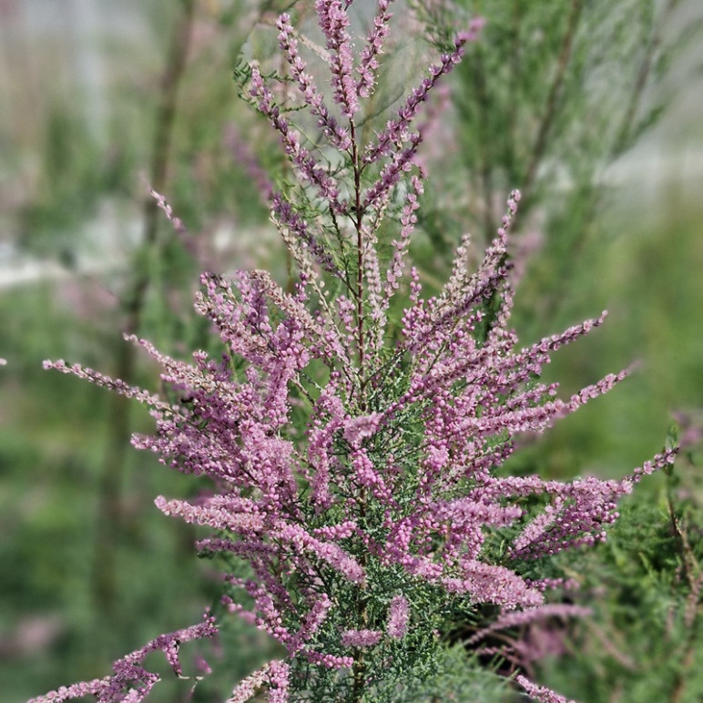TAMARIX ramosissima Pink cascade