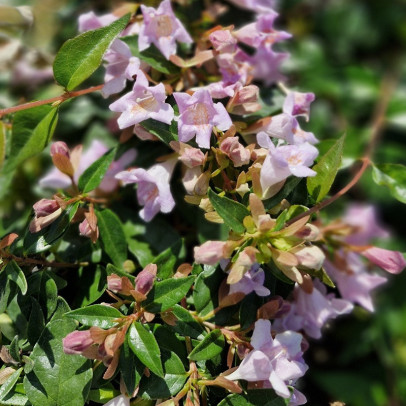 ABELIA  Edward goucher