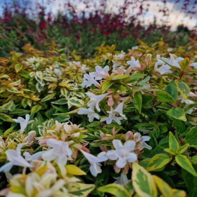 ABELIA x grandiflora Kaleidoscope