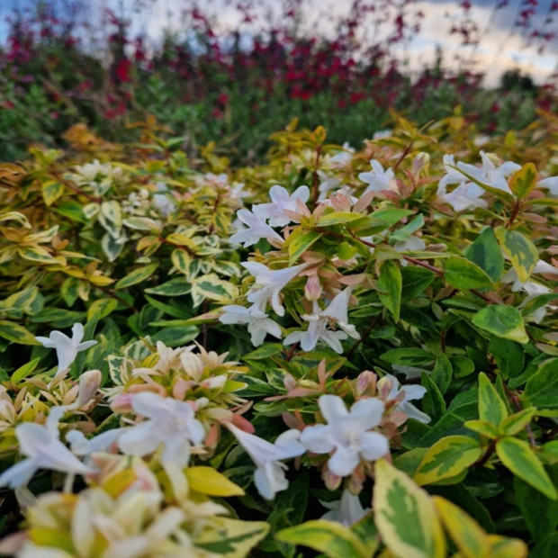 ABELIA x grandiflora Kaleidoscope