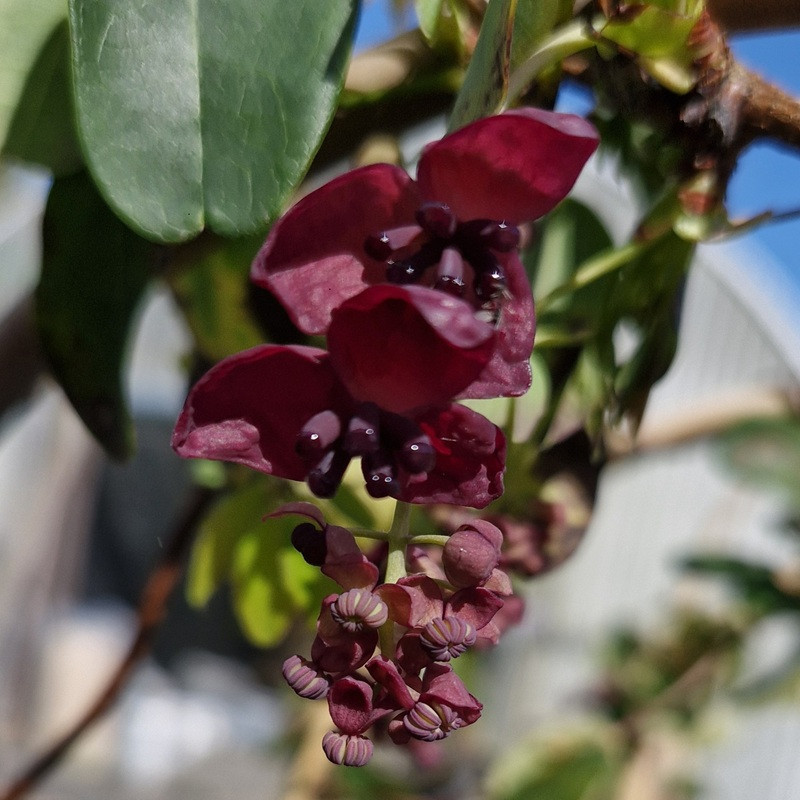 AKEBIA quinata AKEBIA quinata