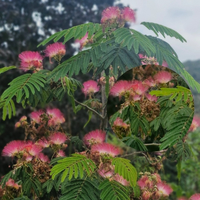 ALBIZIA julibrissin Fleurs rouges ALBIZIA julibrissin Fleurs rouges