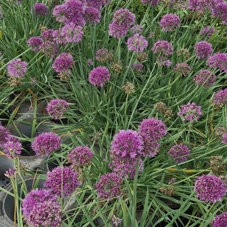 ALLIUM  Millenium