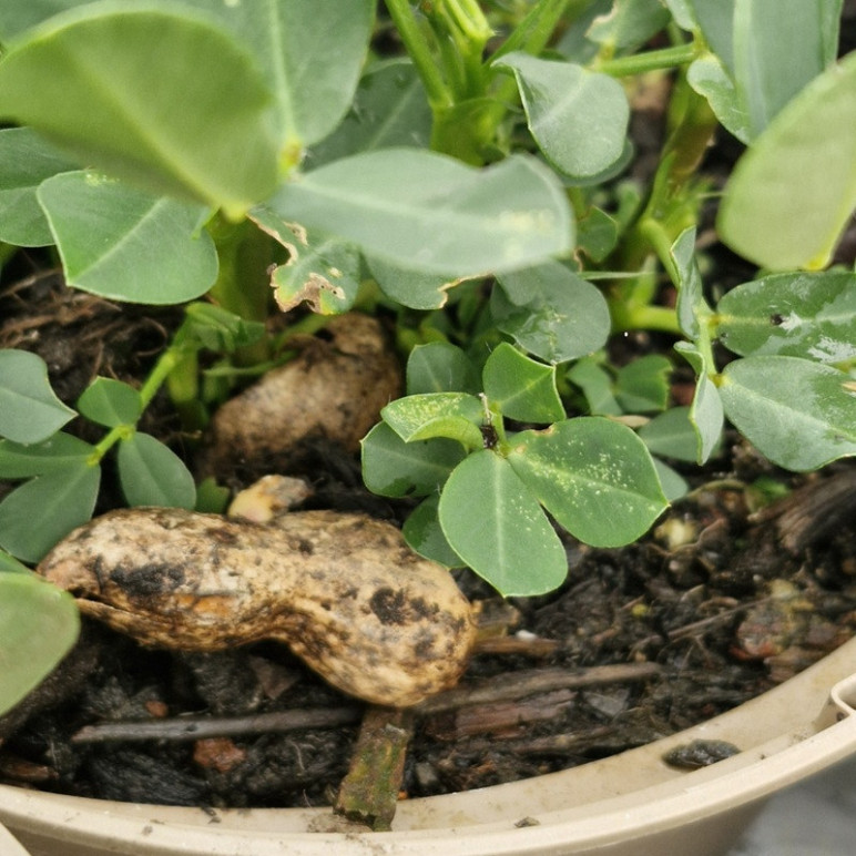 ARACHIS hypogaea (cacahuete)