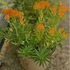 ASCLEPIAS tuberosa ASCLEPIAS tuberosa