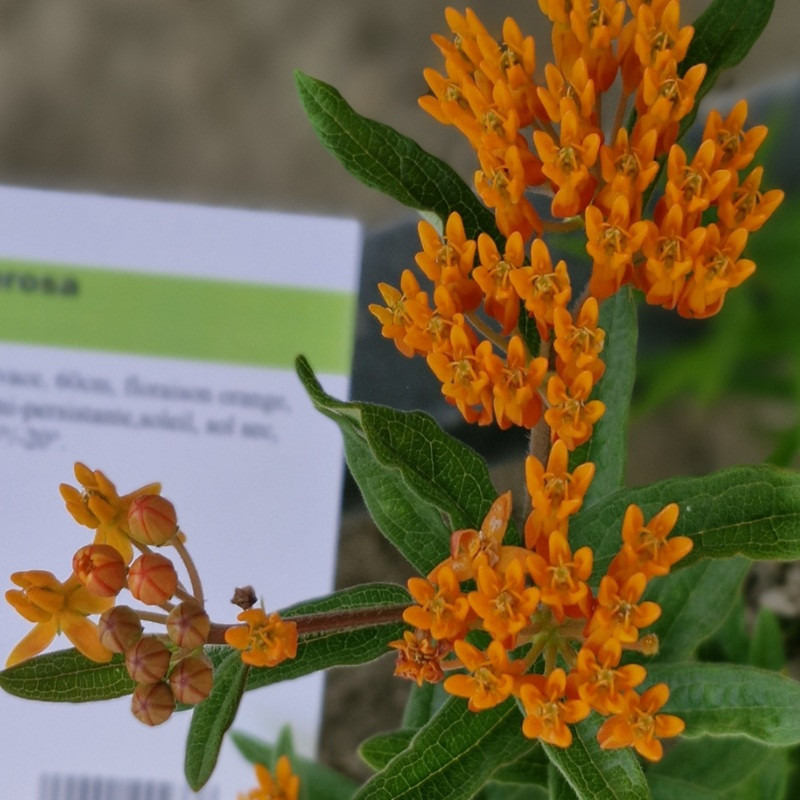 ASCLEPIAS tuberosa ASCLEPIAS tuberosa