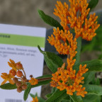 ASCLEPIAS tuberosa ASCLEPIAS tuberosa