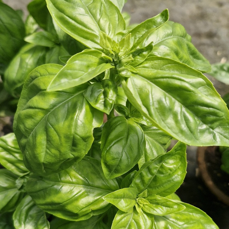 OCIMUM basilicum Basilic grand vert