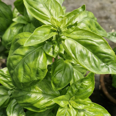 OCIMUM basilicum Basilic grand vert