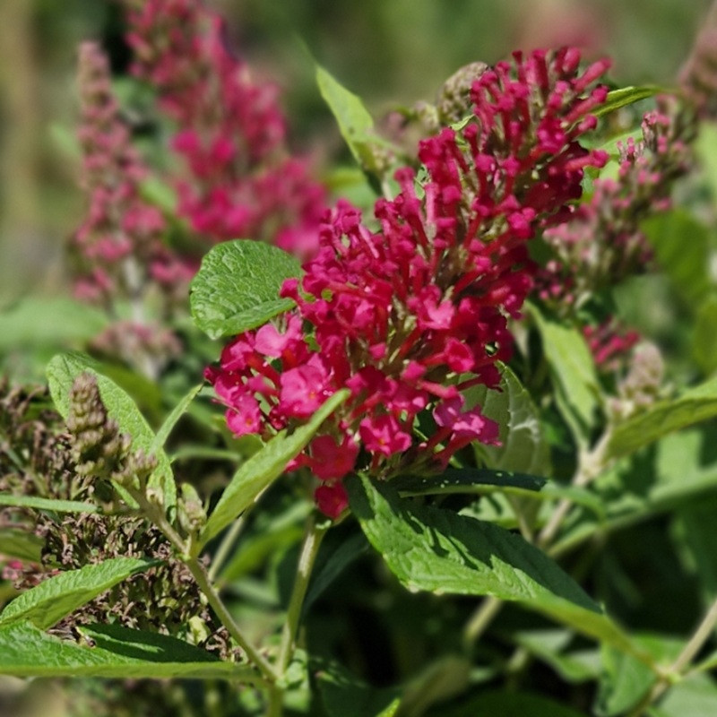 BUDDLEJA davidi Butterfly litlle ruby BUDDLEJA davidi Butterfly litlle ruby
