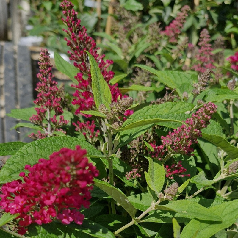 BUDDLEJA davidi Butterfly litlle ruby BUDDLEJA davidi Butterfly litlle ruby