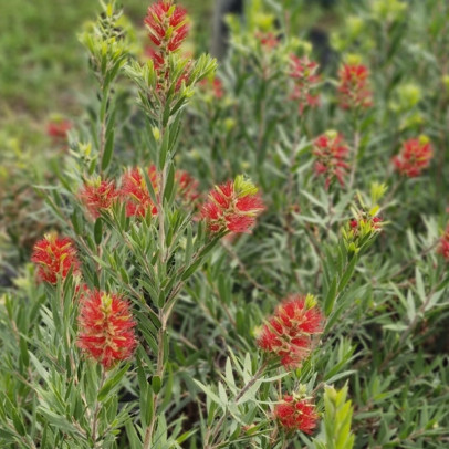 CALLISTEMON masotti Mini red