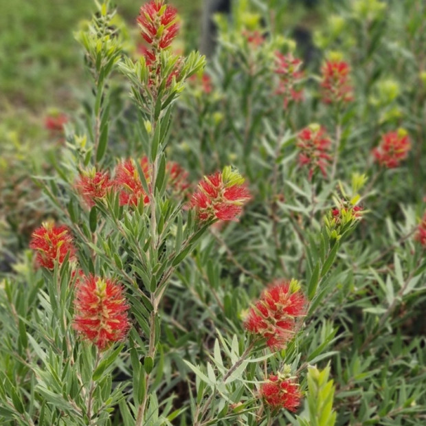 CALLISTEMON masotti Mini red
