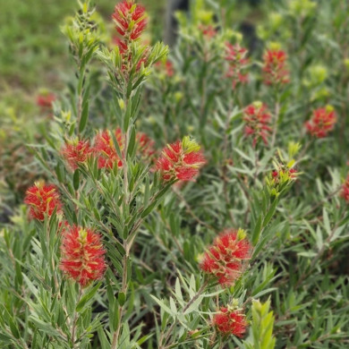 CALLISTEMON masotti Mini red