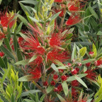 CALLISTEMON masotti Mini red CALLISTEMON masotti Mini red