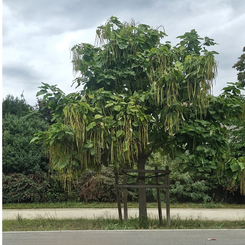 CATALPA bignonioides CATALPA bignonioides