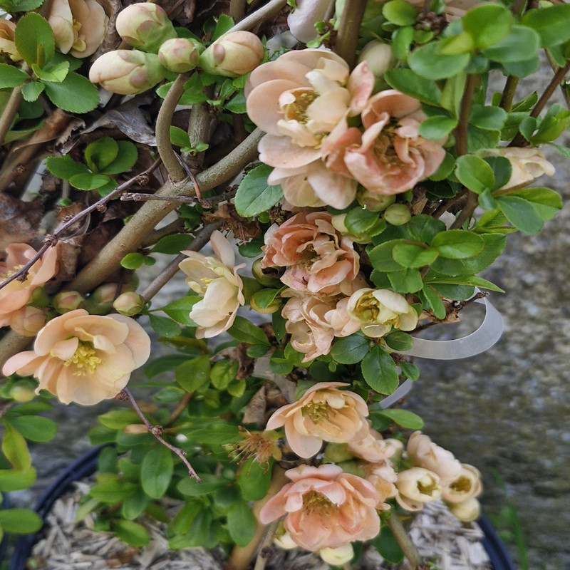 CHAENOMELES speciosa Geisha girl (saumon) CHAENOMELES speciosa Geisha girl (saumon)