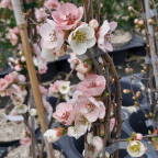 CHAENOMELES speciosa Toyo nishiki (blanc ros&eacute;)
