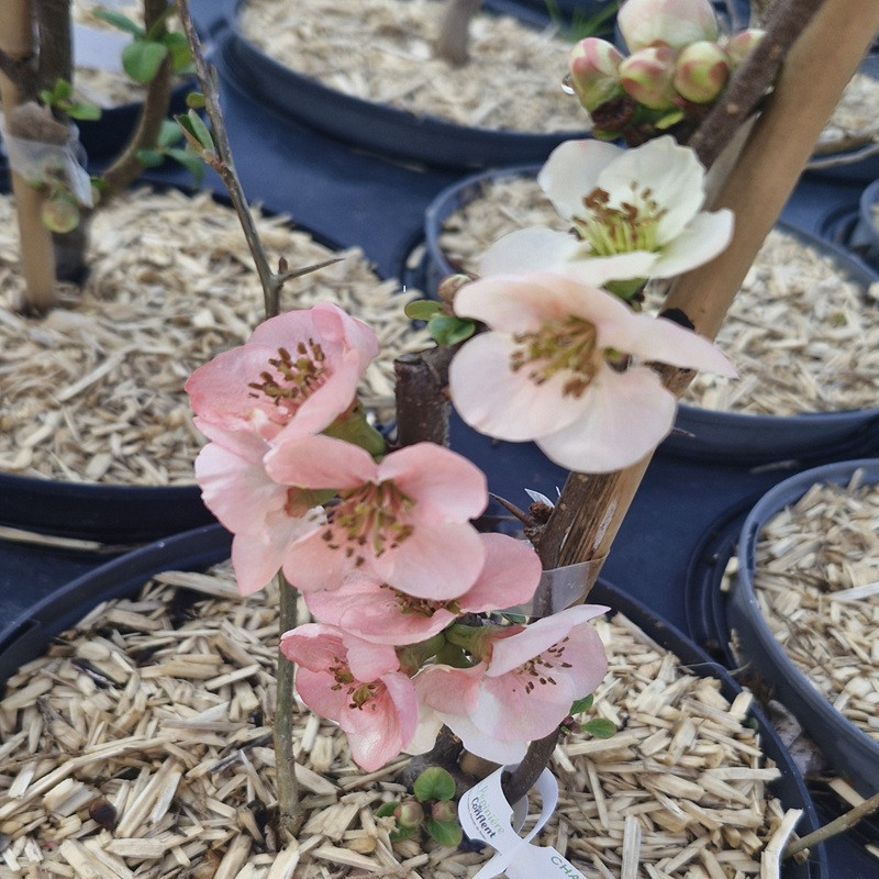 CHAENOMELES speciosa Toyo nishiki (blanc ros&eacute;)