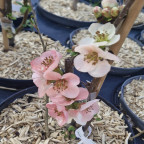 CHAENOMELES speciosa Toyo nishiki (blanc ros&eacute;)