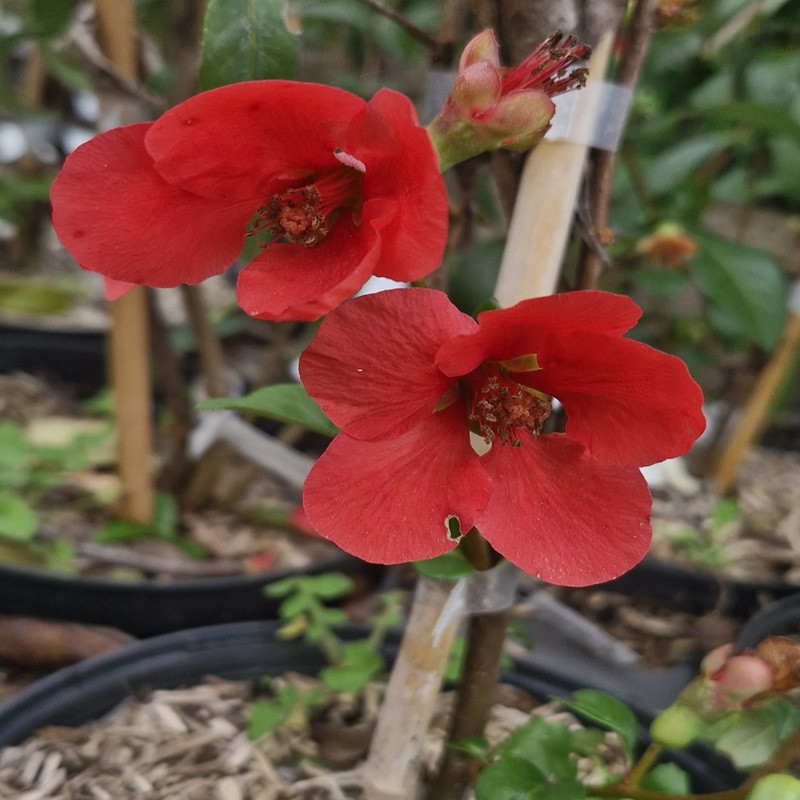 CHAENOMELES x superba Nicoline (rouge)