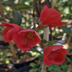 CHAENOMELES speciosa Umbilicata (rose fonc&eacute;)