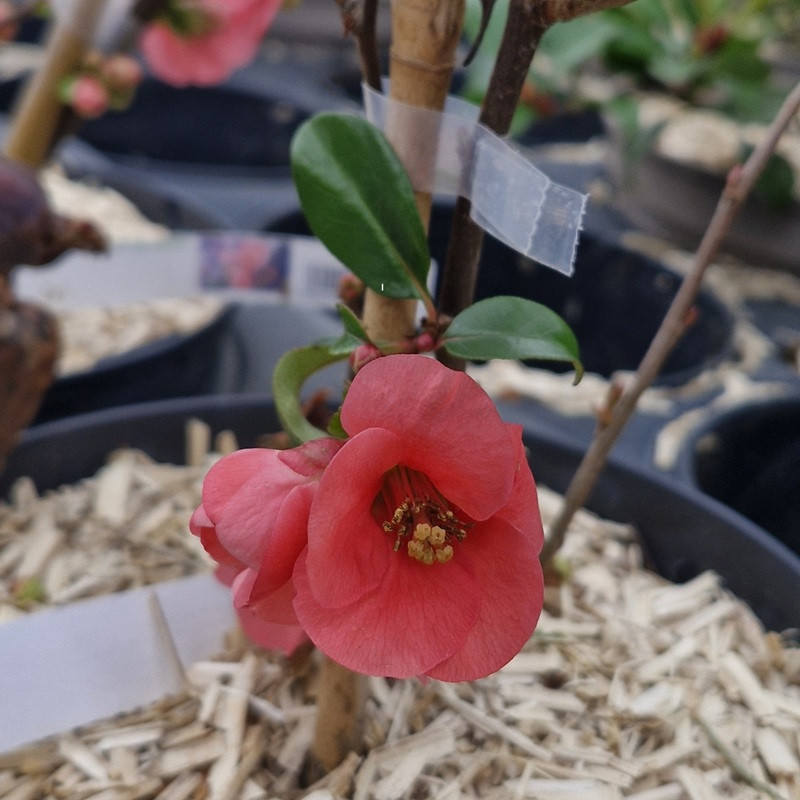CHAENOMELES speciosa Umbilicata (rose fonc&eacute;)