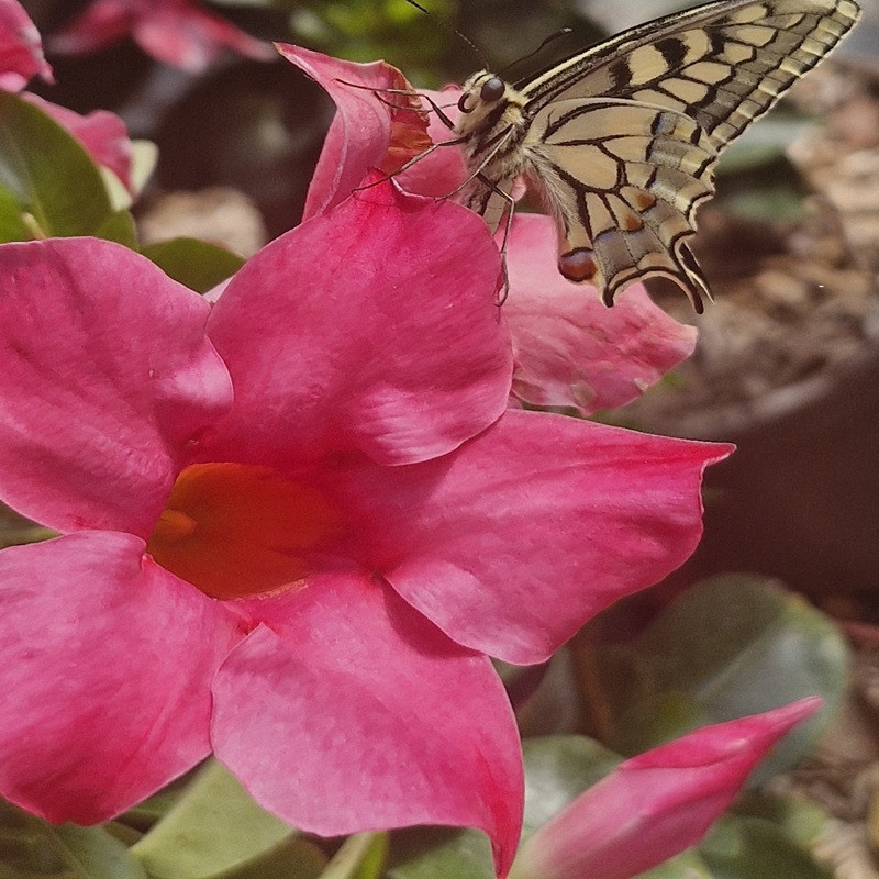 DIPLADENIA  Jade pink