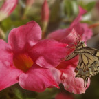 DIPLADENIA  Jade pink