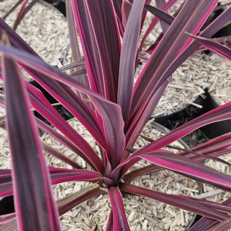 CORDYLINE x banksii Dance paso doble CORDYLINE x banksii Dance paso doble