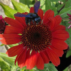 ECHINACEA purpurea
