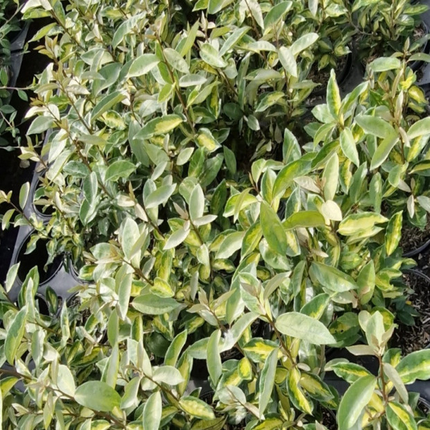 ELAEAGNUS x ebbingei Limelight