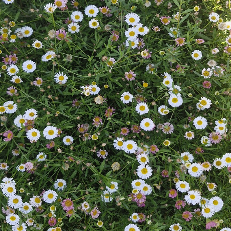 ERIGERON karvinskianus