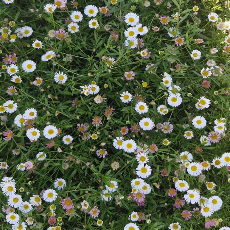 ERIGERON karvinskianus