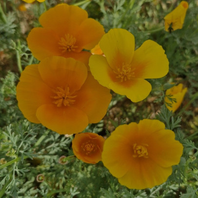 ESCHSCHLOZIA californica