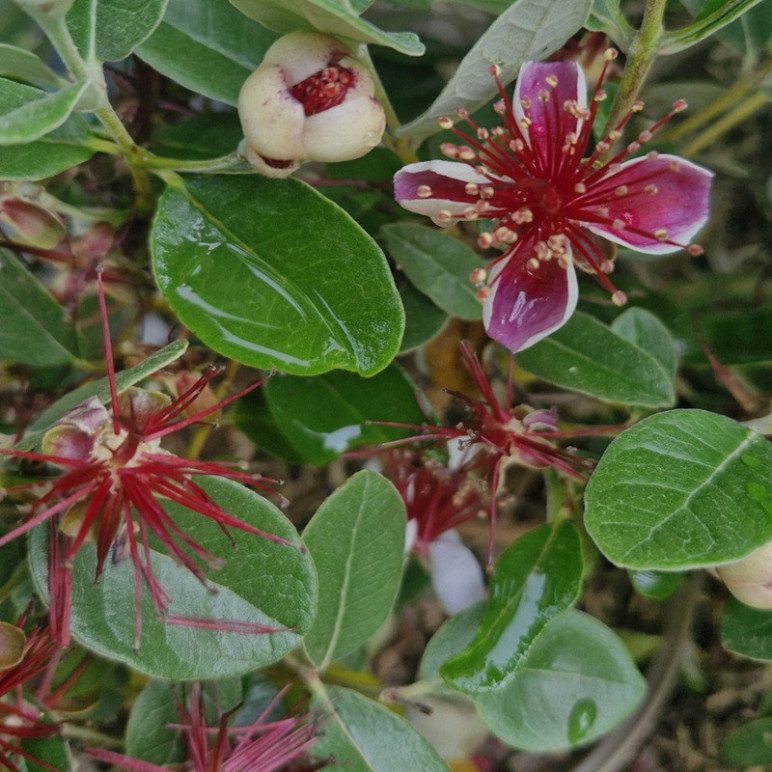 ACCA sellowiana Gemini