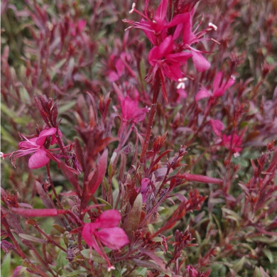 GAURA lindheirmeri Red color